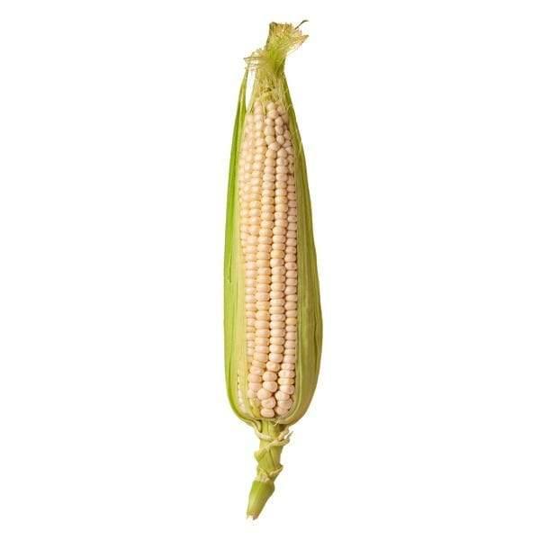 White Sweet Corn شیربلال-ذرت
